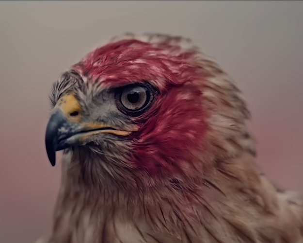 التاسعة يا اهلي